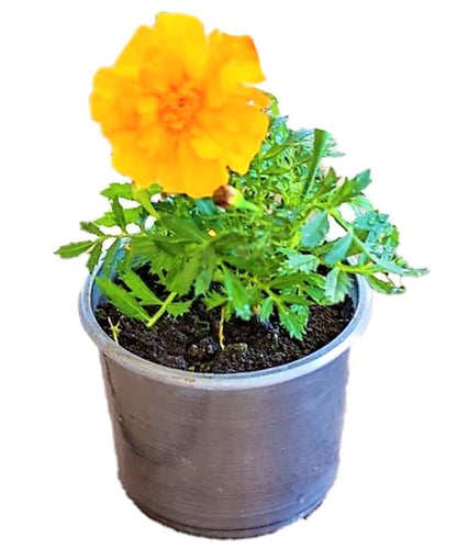 Marigold (small)