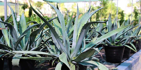 Agave americana , Century Plant