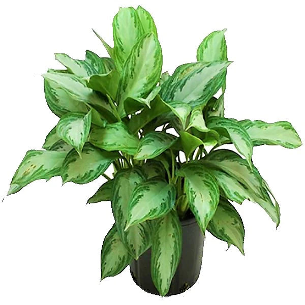 Aglaonema “Silver Queen” Chinese Evergreen Plant