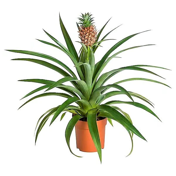 Pineapple, Ananas Comosus