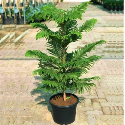 Araucaria heterophylla, Norfolk Island Pine Outdoor