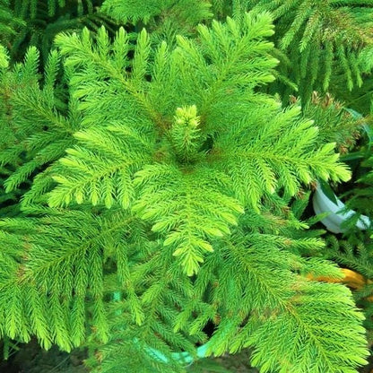 Araucaria heterophylla, Norfolk Island Pine Outdoor