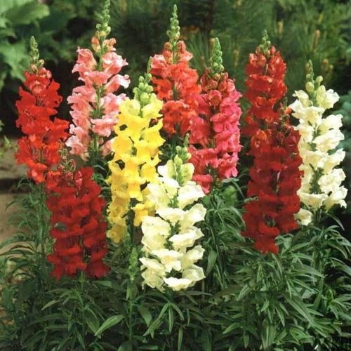 Antirrhium Majus, Snapdragon, Antirrhinum (small)