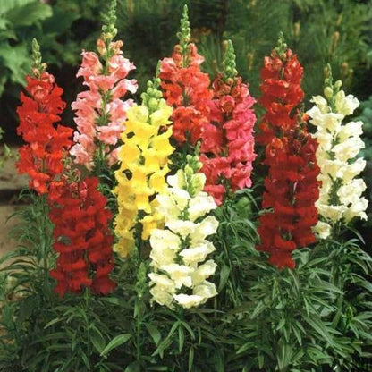 Antirrhium Majus, Snapdragon, Antirrhinum (small)