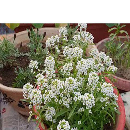 Alyssum, Alisons (small)