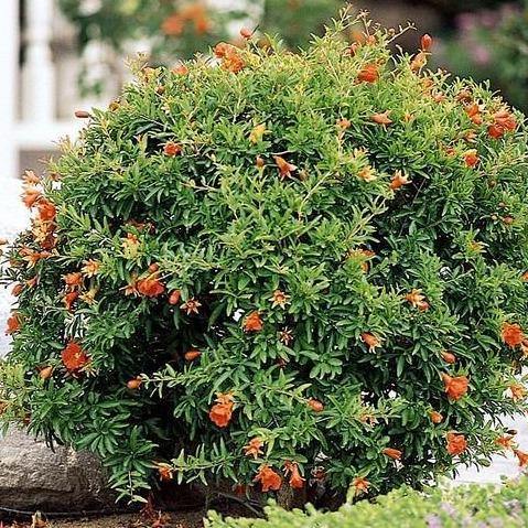 Pomegranate Tree, Punica Granatum