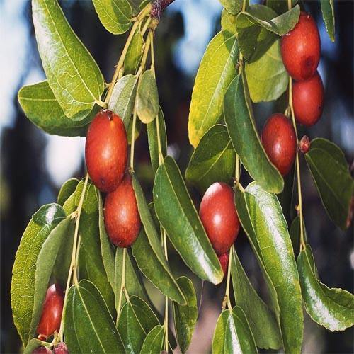 Ziziphus jujuba, Jujube Tree