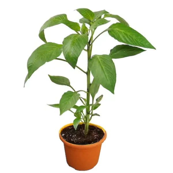 Capsicum Plant, Bell Pepper, Red Pepper