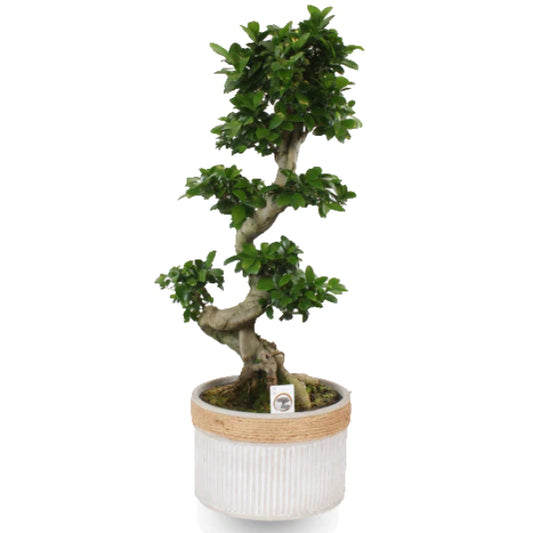 Ficus S Bonsai