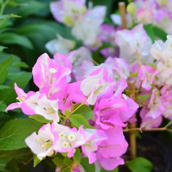 Bougainvillea Cocoice, Coconut Ice