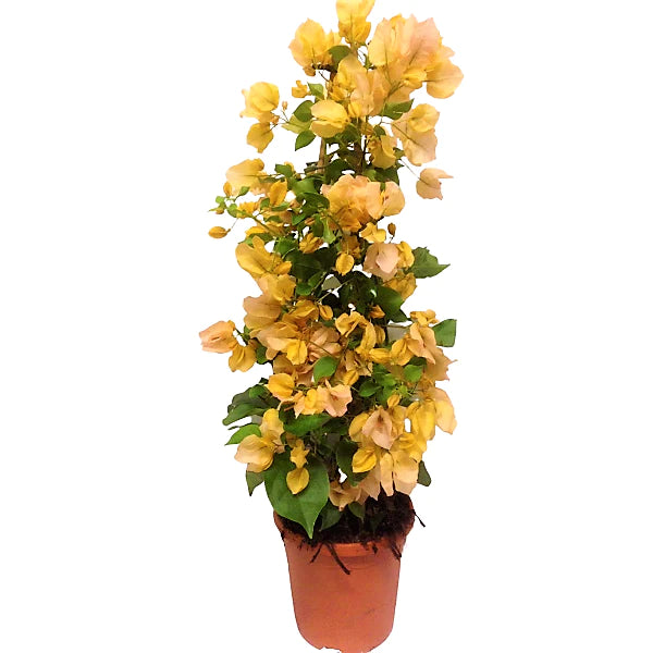 Bougainvillea Gold