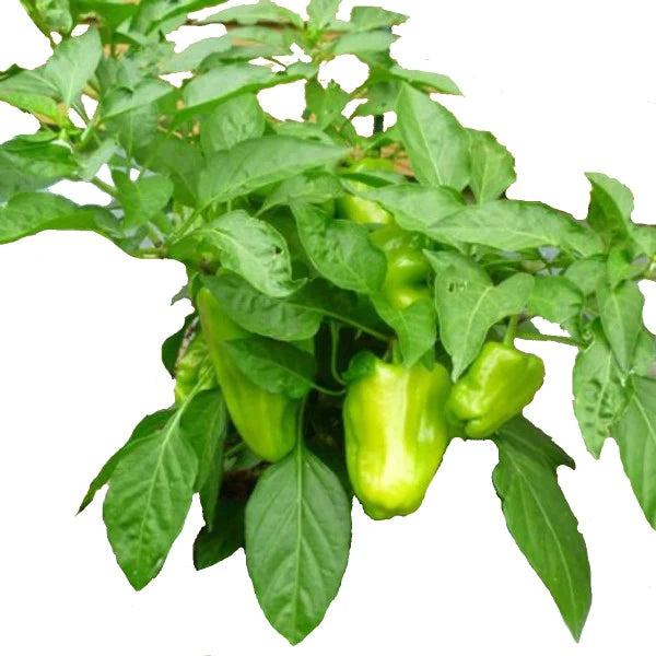 Capsicum Plant, Bell Pepper, Red Pepper