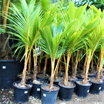 Coconut Palm, Cocos Nucifera