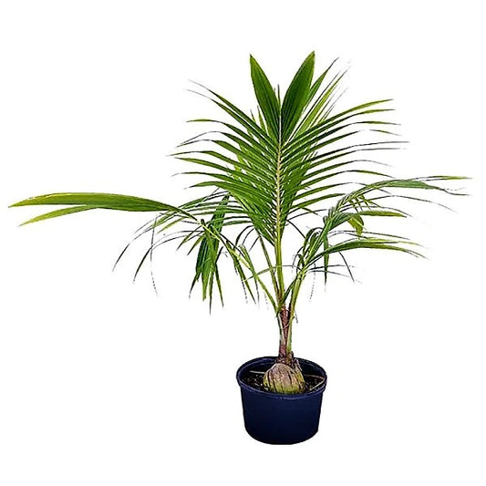 Coconut Palm