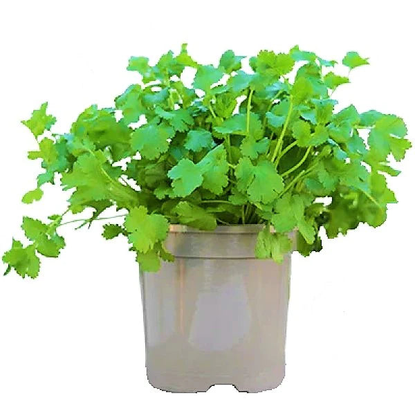 Coriander Plant, Chinese Parsley, Dhania