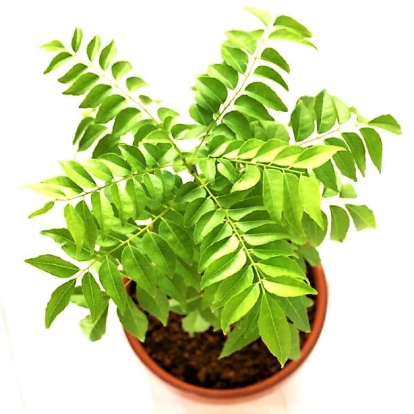 Curry Leaves, Kadi Patta