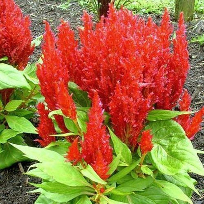 Celosia Plumosa, Silver Cock’s Comb (small)