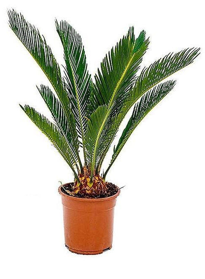 Cycas Revoluta, Sago Palm , Palm Fern, indoor