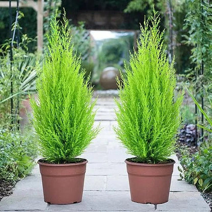 Goldcrest Wilma, Cupressus macrocarpa, Lemon Cyperus