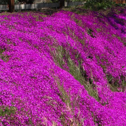 Lampranthus spectabilis, Copiosus (small)