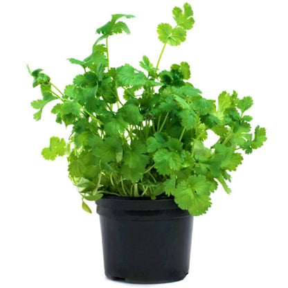 Coriander Plant, Chinese Parsley, Dhania