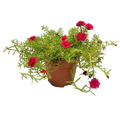 Rose Moss, Portulaca Grandiflora