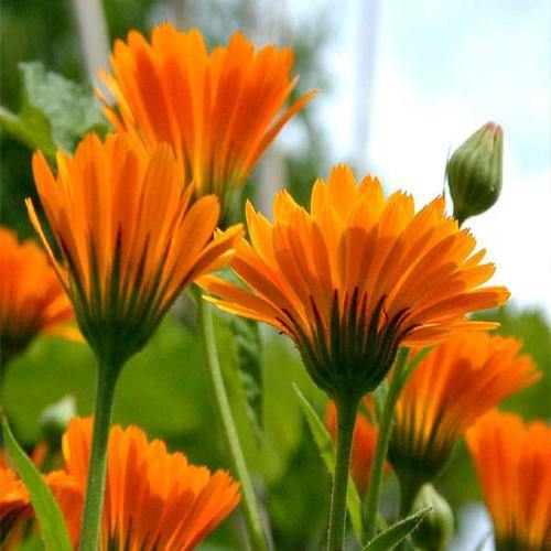 Calendula Officinalis, English Marigold (small)