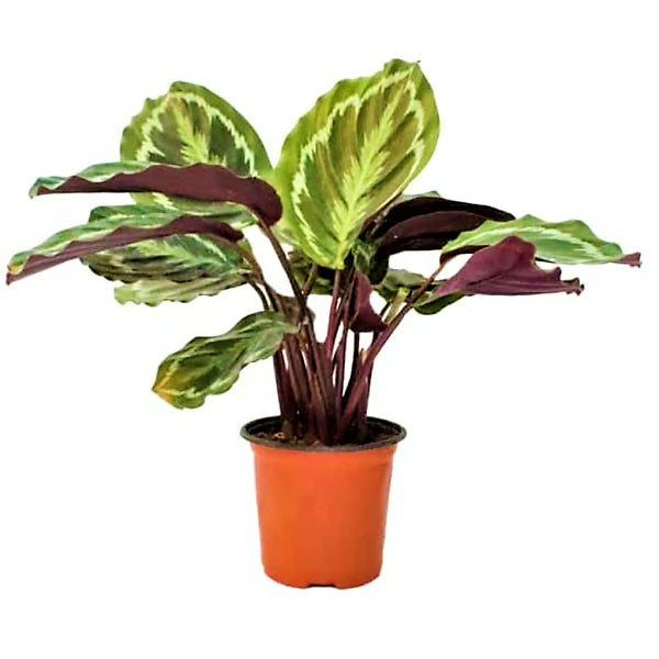 Calathea Medallion, Peacock Plant