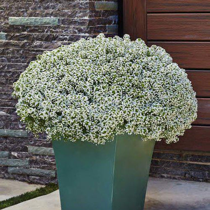 Alyssum, Alisons (small)