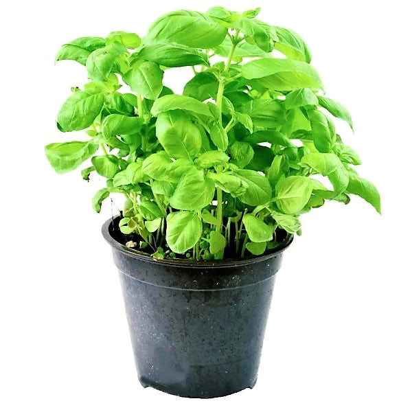 Ocimum Basilicum, Sweet Basil, Sweet Genovese