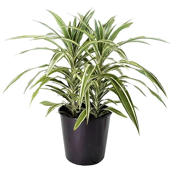 Dracaena Deremensis, Warneckii small