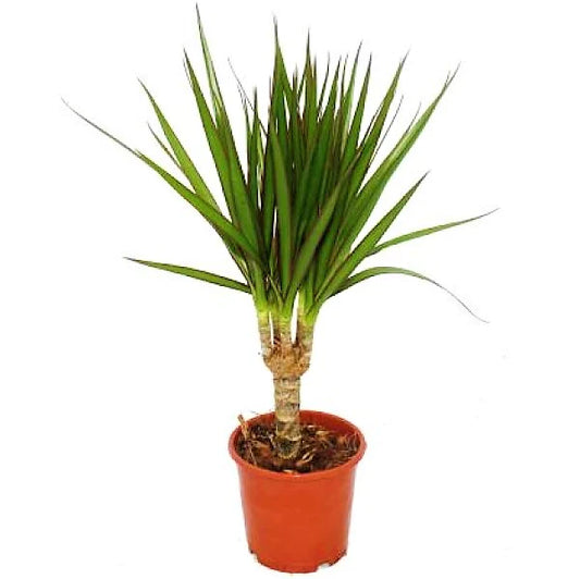 Dracaena Draco, Drago, Dragon Tree