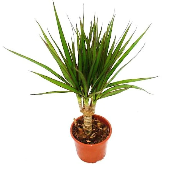 Dracaena Draco, Drago, Dragon Tree