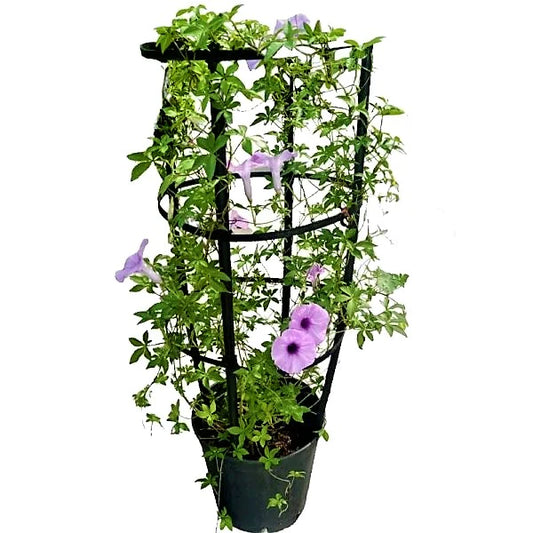 Ipomoea Climber