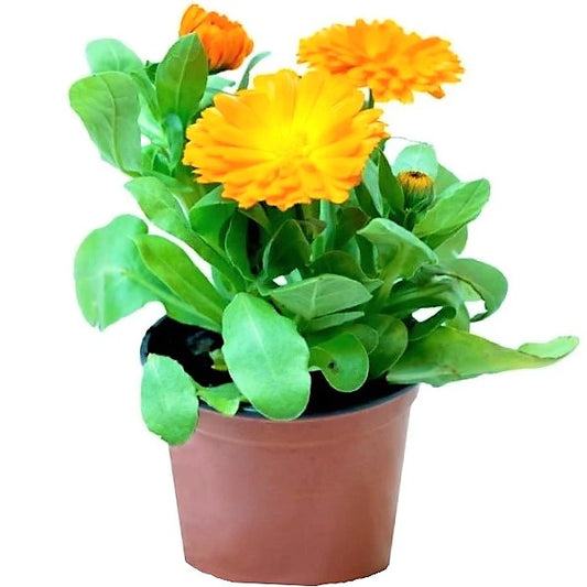 Calendula Officinalis, English Marigold (small)