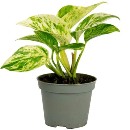 Epipremnum Pinnatum, Marble Queen, Money Plant