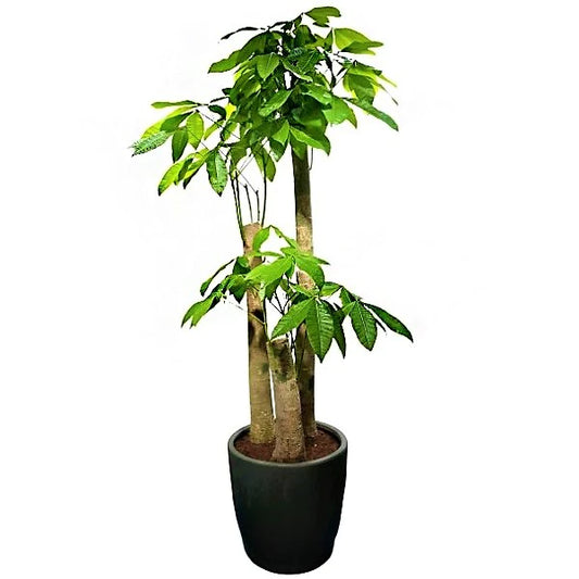 Pachira aquatica, Money Tree, Triple Trunk