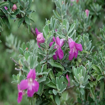 Leucophyllum Frutescens, Texas Sage