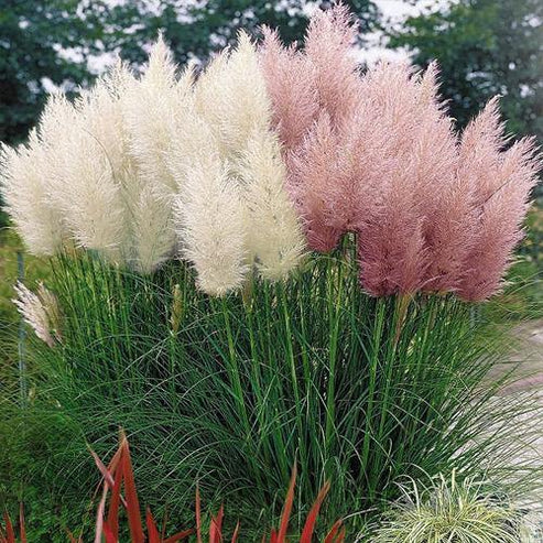 Cortaderia Selloana, Pampas Grass