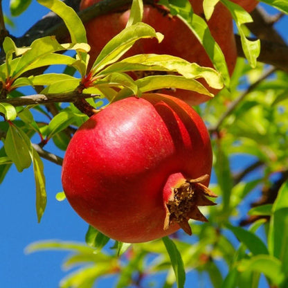 Pomegranate Tree, Punica Granatum