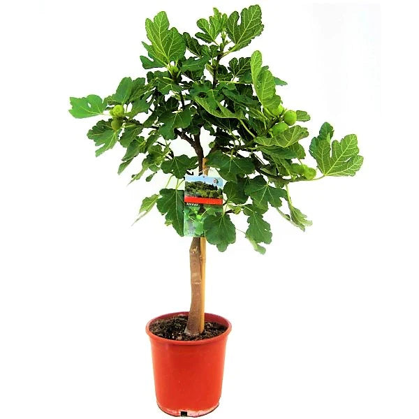 Fig Tree, Ficus Carica