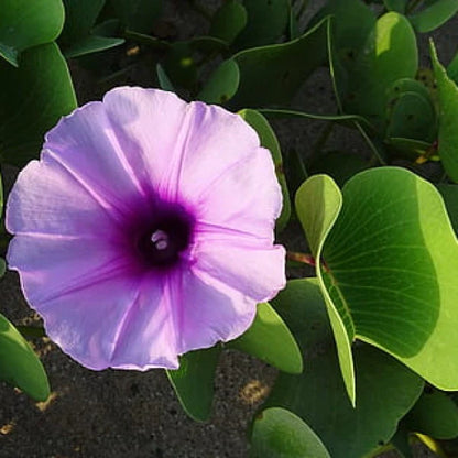 Ipomoea cairica, Cairo morning glory, coast morning glory