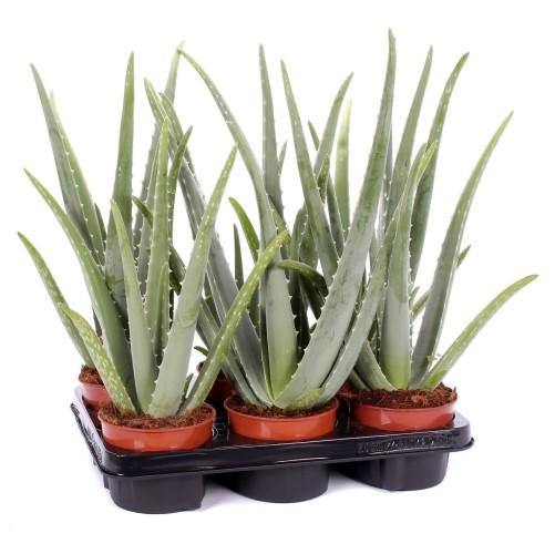 Aloe Vera, Medicina Aloe, Savila, Outdoor