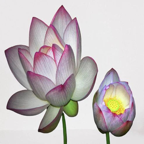 Sacred Lotus, Nelumbo Nucifera