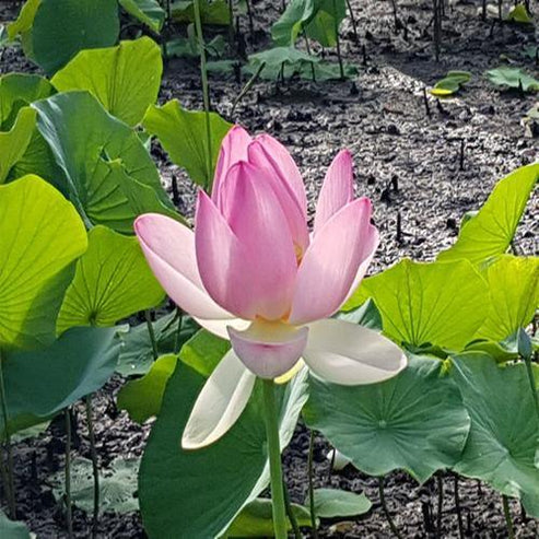 Sacred Lotus, Nelumbo Nucifera