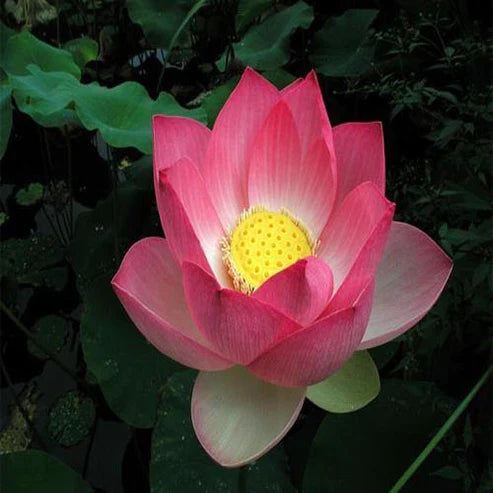 Sacred Lotus, Nelumbo Nucifera