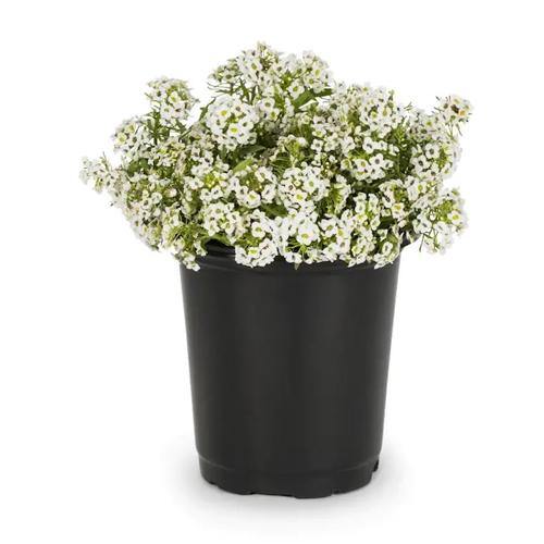 Alyssum, Alisons (small)