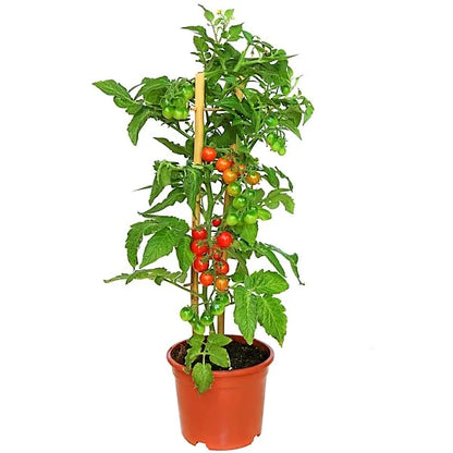 Cherry Tomato Plant