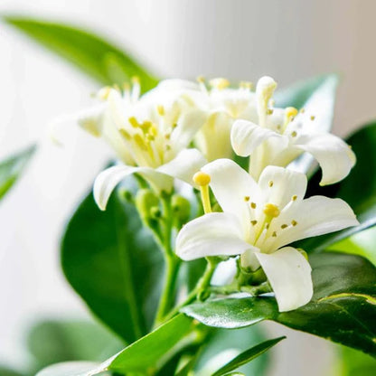 Murraya paniculata, Orange, Thai Jasmine