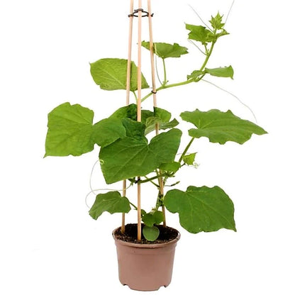 Cucumber Plant